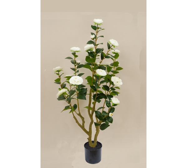 Camellia 1.2m white